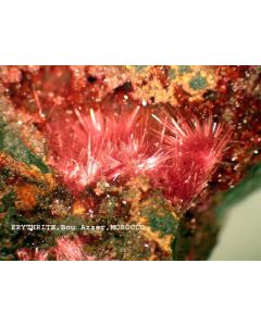 Erythrine xx; Ambed-3, Bou Azzer, Marokko; NS