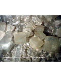 Woodhouseite xx; Champion Mine, Eagle Camp, White Mtns., CA, USA; MM