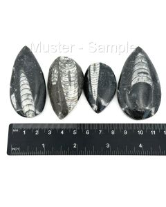 Orthoceras, 4 - 6 cm, polished, Morocco, 50 pieces