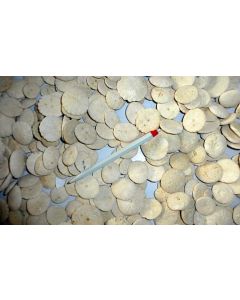 Sea urchin, flat, round, Morocco, 1 piece