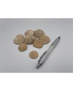 Sea urchin with thorns, Morocco, 1 piece