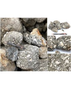 Fossil chalk (partly UV-active!); with Turritella tower snails and shells, Java, Indonesia; 10 kg