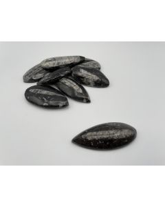 Orthoceras, 4 - 6 cm, poliert, Marokko, 10 Stück