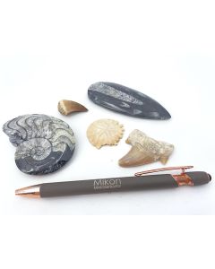 Fossils set; with 5 different fossils; 1 piece