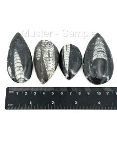 Orthoceras, 4 - 6 cm, poliert, Marokko, 50 Stück