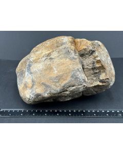 Fossilized petrified wood; Sumatra, Indonesia; 6.75 kg; single piece