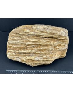Fossilized petrified wood; Sumatra, Indonesia; 6.96 kg; single piece