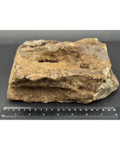 Bernstein mit Holzstruktur; Sumatra, Indonesien; 1,64 kg; Einzelstück