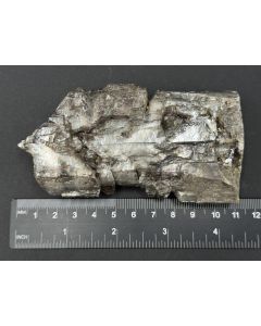 Gips xx ("Schwalbenschwänze"); Borken, Hessen, Deutschland; Einzelstück
