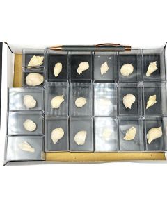 Fossil Gastropods; Damery, France; Eocene, approx. 48 million years old; 1 half size flat; unique
