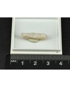 Fluoborit; Amboy, Bristol Mtns.,B.C., Kanada; MM; Einzelstück