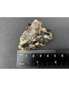Epididymit (xx); Mt. Malosa, Zomba, Malawi; KS; Einzelst&uuml;ck