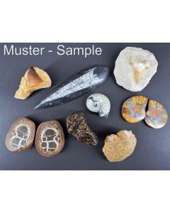 Fossilien Set; gro&szlig; - mit 8 verschiedenen Versteinerungen; 1 Set