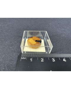 Ferronickelplatin, Laurit; Penkouley-Massiv, Korjak, Russland; MM; Einzelst&uuml;ck