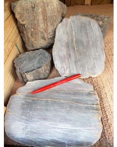 Fossiles (versteinertes) Holz, gesägt oder roh, Zeithain, Sachsen, D. 1 kg