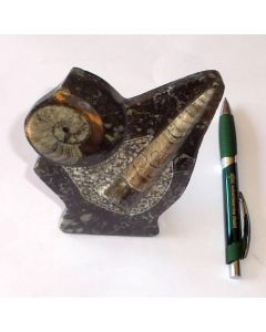 Ammonit - Orthoceras Platte mit Ständer, ca. 12 x 18 cm, poliert, schwarz, Marokko, 1 Stück