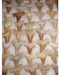 Haifischzähne, groß, ca. 4-5 cm, Marokko, 50 Stück