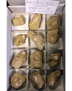 Schnecke; fossil, Damery, Paris, Frankreich; 1 Steige mit 9 Stück