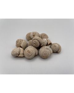 Schnecke; fossil, Marokko; 10 Stück