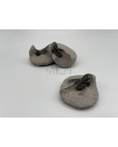 Trilobit Otarion (ECHT), schwarz, Marokko, 1 Stück