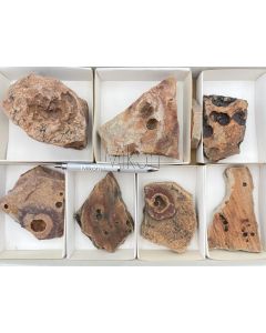 Fossilien, präkambrisch (Albumarid/Skinnera sp., etc.); Nama Formation, Namibia; 1 Steige