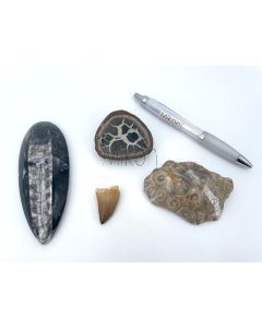 Fossilien Set; mit 4 verschiedenen Versteinerungen; 1 Stück 