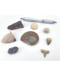 Fossilien Set; mit 8 verschiedenen Versteinerungen; 1 Stück 