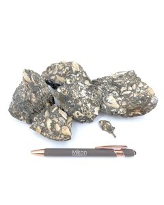 Fossilien Kalk; mit Turritella Turmschnecken und Muscheln, Java, Indonesien; 1 kg