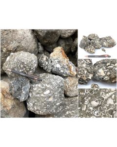 Fossilien Kalk (z.T UV-aktiv!); mit Turritella Turmschnecken und Muscheln, Java, Indonesien; 10 kg