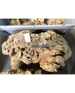 Sandrose; Tunesien; ca. 50 kg