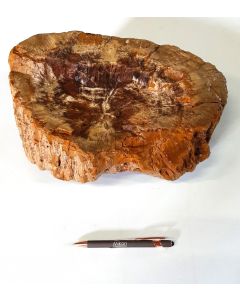 Fossiles (versteinertes) Holz; Sumatra, Indonesien; 17,7 kg