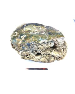 Fossiles (versteinertes) Holz mit gelbem, grünem und blauen Opal; einseitig poliert; Garut, Java, Indonesien; Einzelstück 15,2 kg