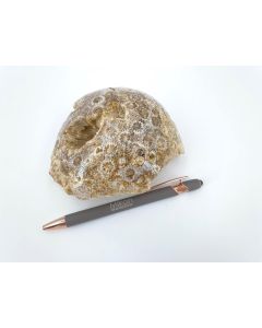 Fossile versteinerte Koralle, einseitig poliert; Indonesien, Einzelstück 0,84 kg