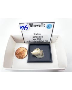 Whewellit xx; Kladno, Tschechien; Gerd Tremmel Sammlung; MM 