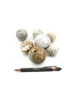 Fossile versteinerte Koralle, Kugeln; poliert; Indonesien 1 kg 