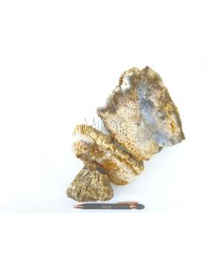 Koralle; Fossile versteinerte Koralle; roh; Indonesien 10 kg
