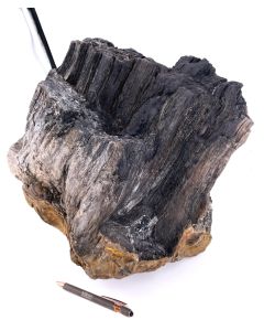Fossiles, versteinertes Holz, mit Quarz xx; Java, Indonesien; Einzelstück; 28,7 kg