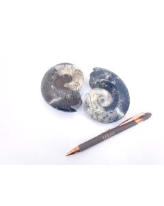 Goniatiten, beidseitig poliert, ca. 8 cm, Marokko, 1 Stück