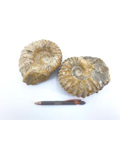 Ammoniten 10 - 15 cm, roh, präpariert, Marokko, 1 Stück