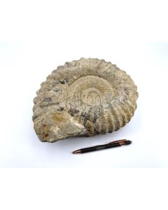 Ammoniten 20 - 30 cm, roh, präpariert, Marokko, 1 Stück