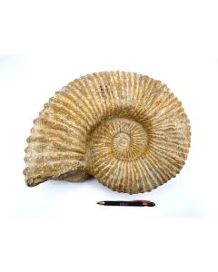 Ammoniten 30 - 40 cm, roh, präpariert, Marokko, 1 Stück