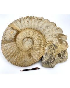 Ammoniten 45 - 55 cm, roh, präpariert, Marokko, 1 Stück