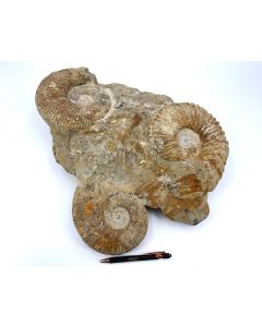 Ammoniten-Gruppen 35-45 cm, roh, präpariert, Marokko