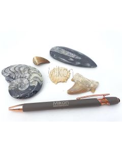Fossilien Set; mit 5 verschiedenen Versteinerungen; 1 Stück 