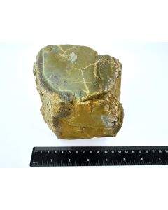 Fossiles (versteinertes) Holz mit grünem Opal; einseitig poliert; Garut, Java, Indonesien; Einzelstück 1,3 kg