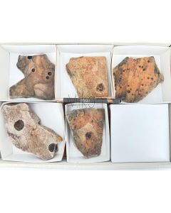 Fossilien, präkambrisch (Albumarid/Skinnera sp., etc.); Nama Formation, Namibia; 1 Partie; Unikat