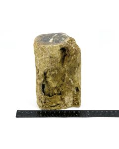 Fossiles (versteinertes) Holz mit grünem Opal; einseitig poliert; Garut, Java, Indonesien; 1,7 kg; Einzelstück 