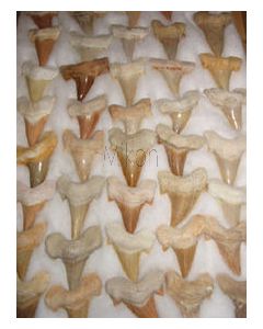 Haifischzähne, groß, ca. 4-5 cm, Marokko, 1 Stück
