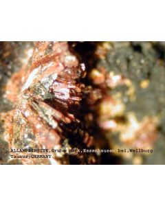 Allanpringit (xx); Grube Mark, Taunus, D.; MM