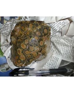 Fossile Koralle, Marokko, poliert, 10 Stück